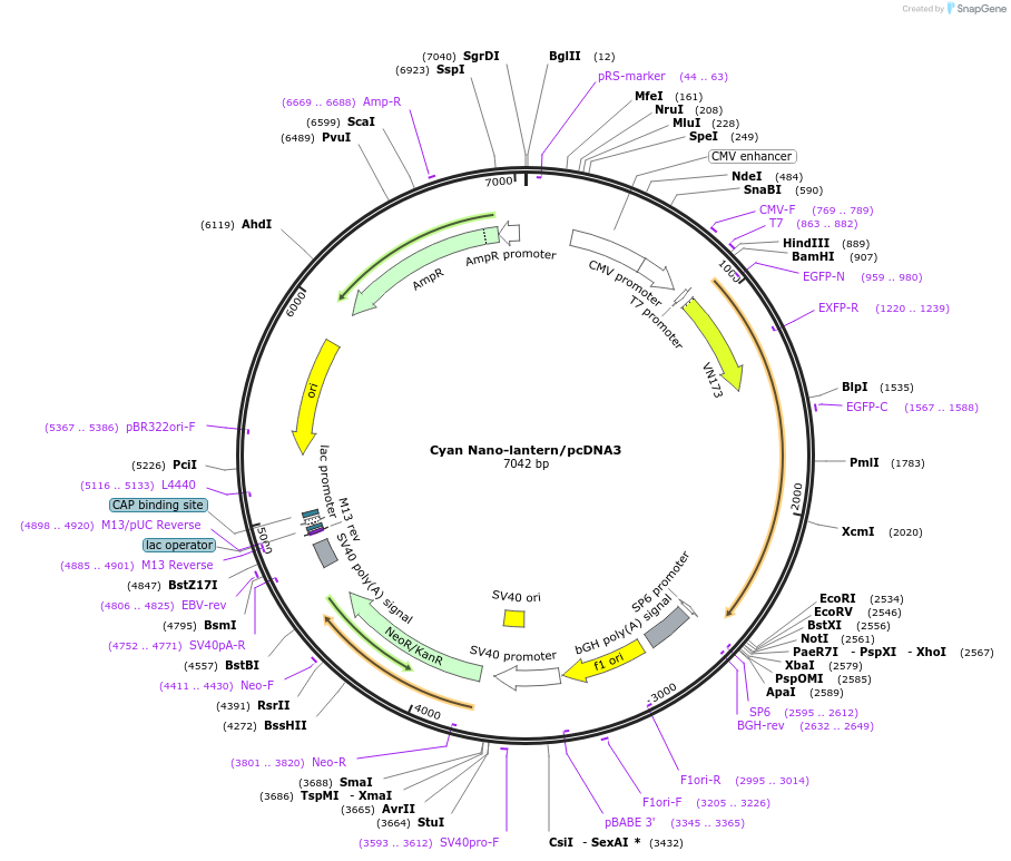 67660-plasmid-map-sequence-id-131959