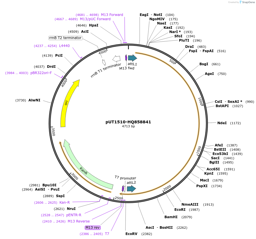 27923-plasmid-map-sequence-id-13197