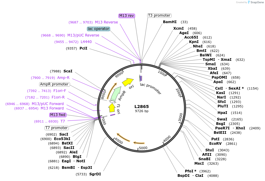 1522-plasmid-map-sequence-id-132