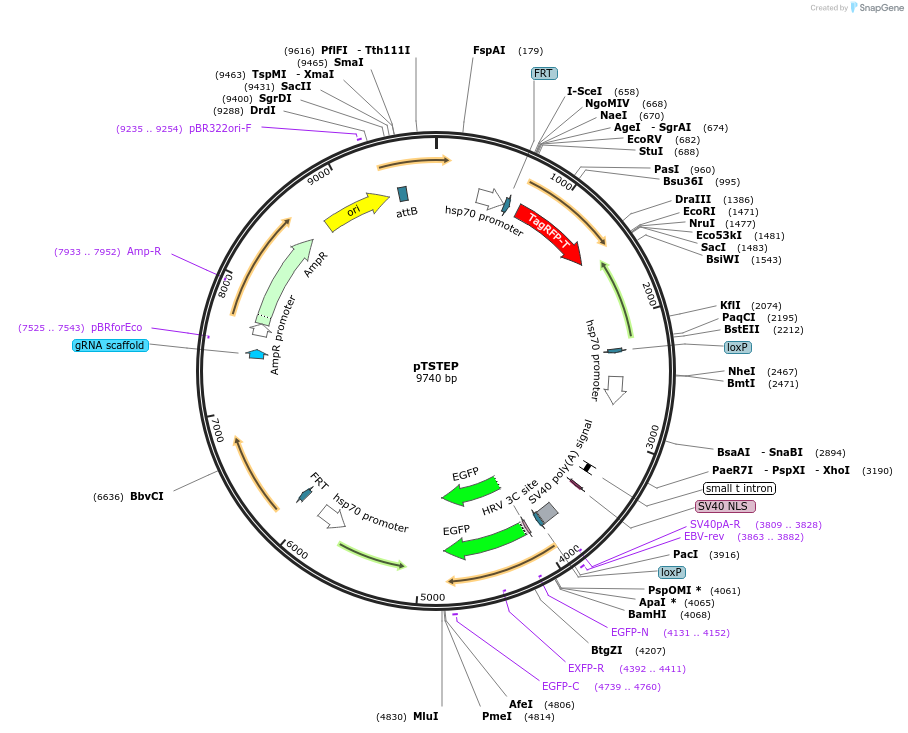72334-plasmid-map-sequence-id-132006