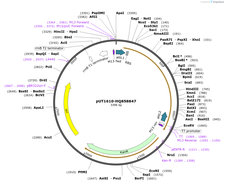 27929-plasmid-map-sequence-id-13203