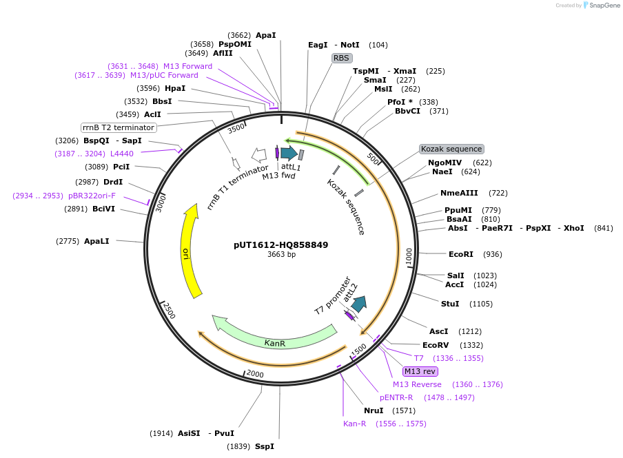 27931-plasmid-map-sequence-id-13205