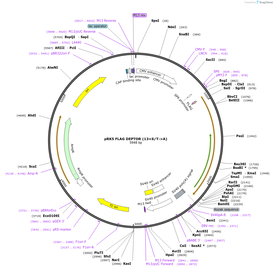 21702-plasmid-map-sequence-id-132130
