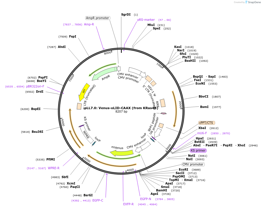 60412-plasmid-map-sequence-id-132152