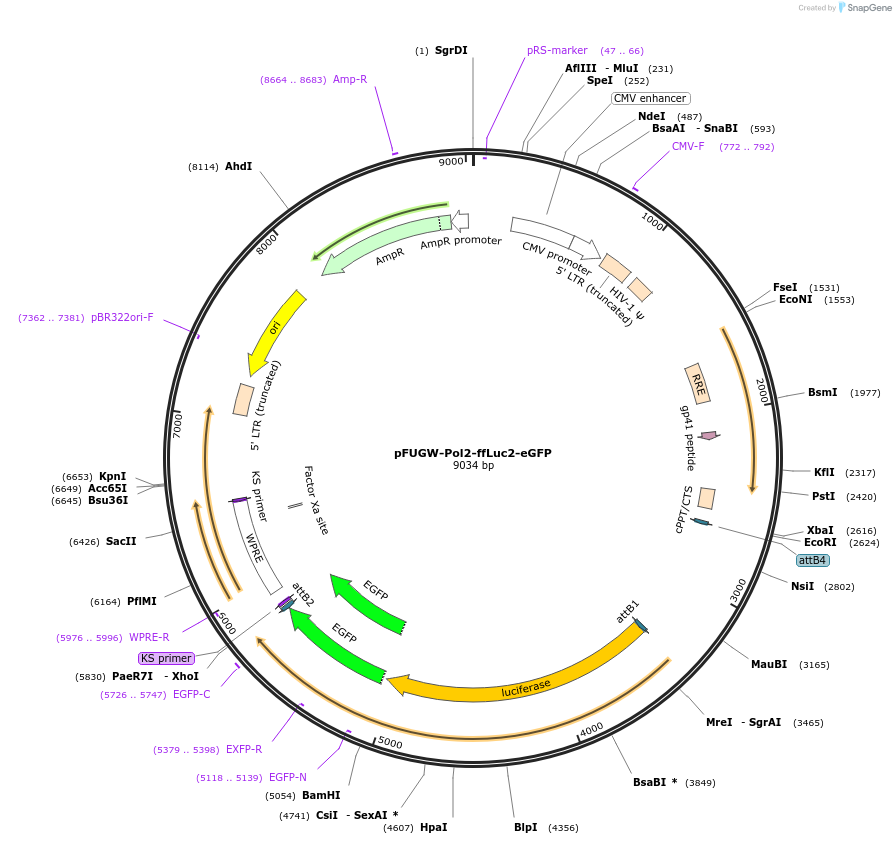71394-plasmid-map-sequence-id-132162