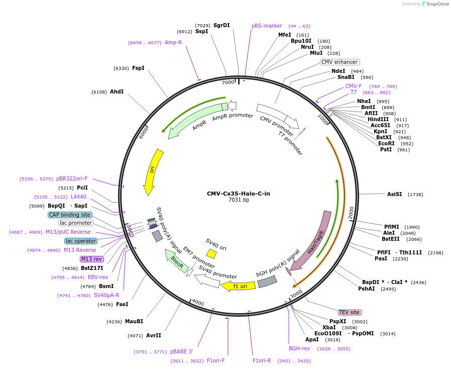 71511-plasmid-map-sequence-id-132221
