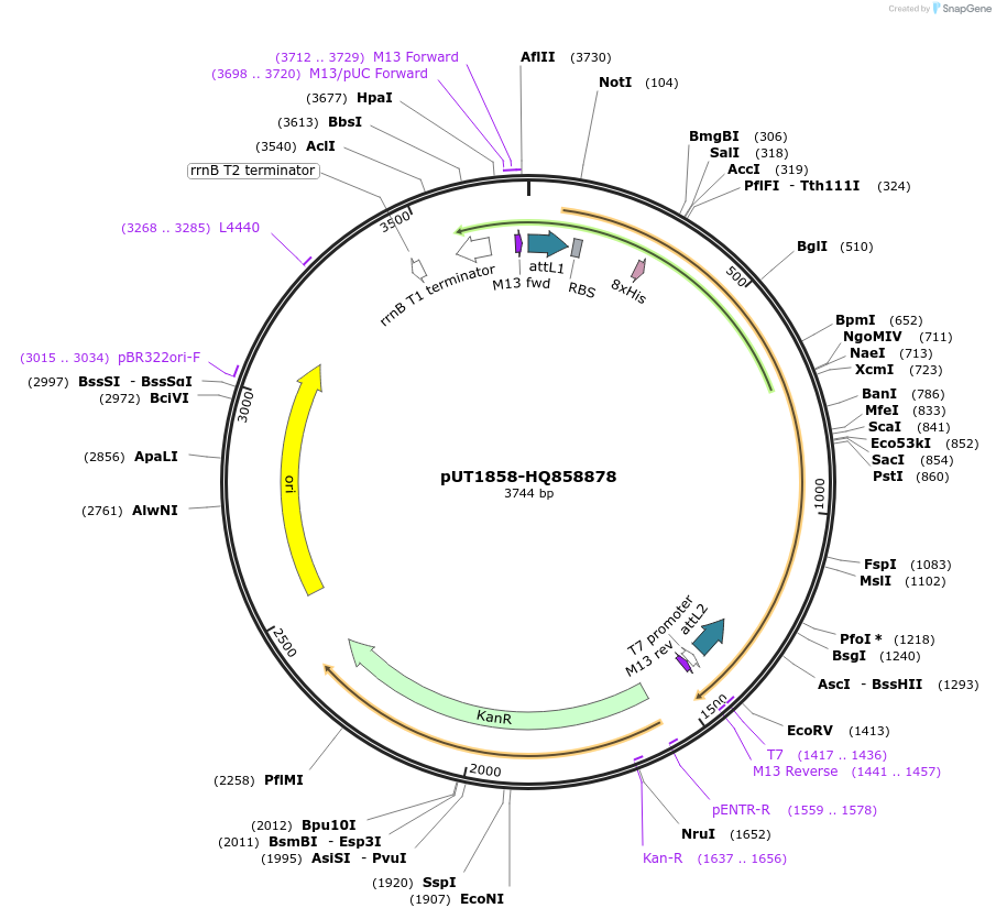 27960-plasmid-map-sequence-id-13234