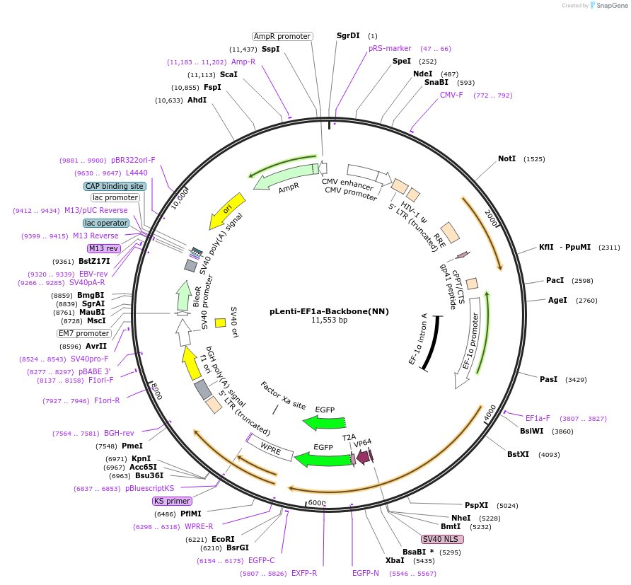 27961-plasmid-map-sequence-id-13235