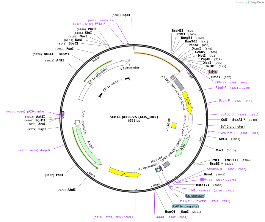 72490-plasmid-map-sequence-id-132364