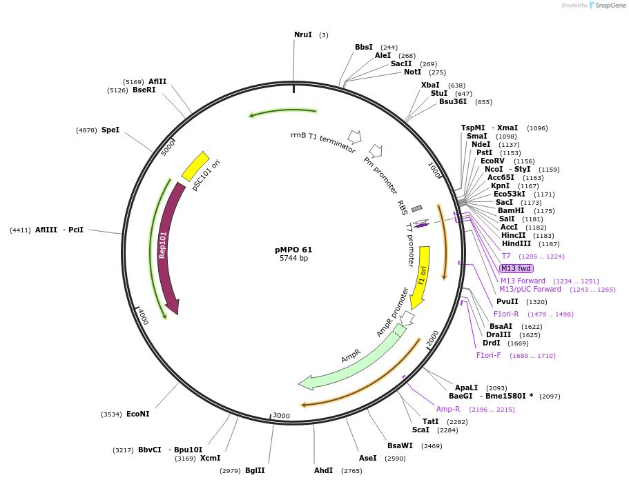 69869-plasmid-map-sequence-id-132367