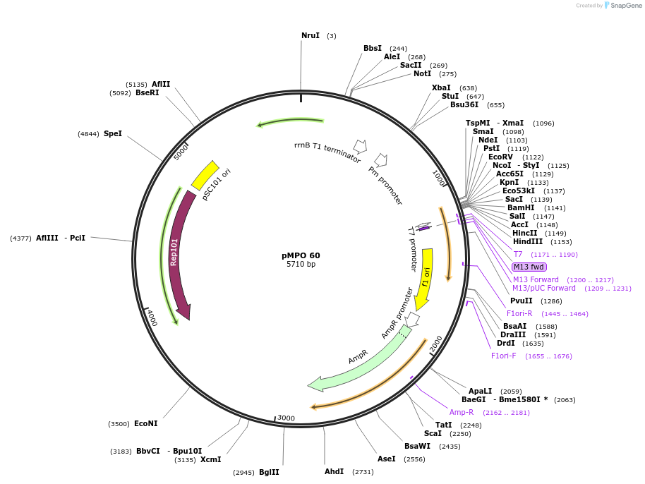 69868-plasmid-map-sequence-id-132369