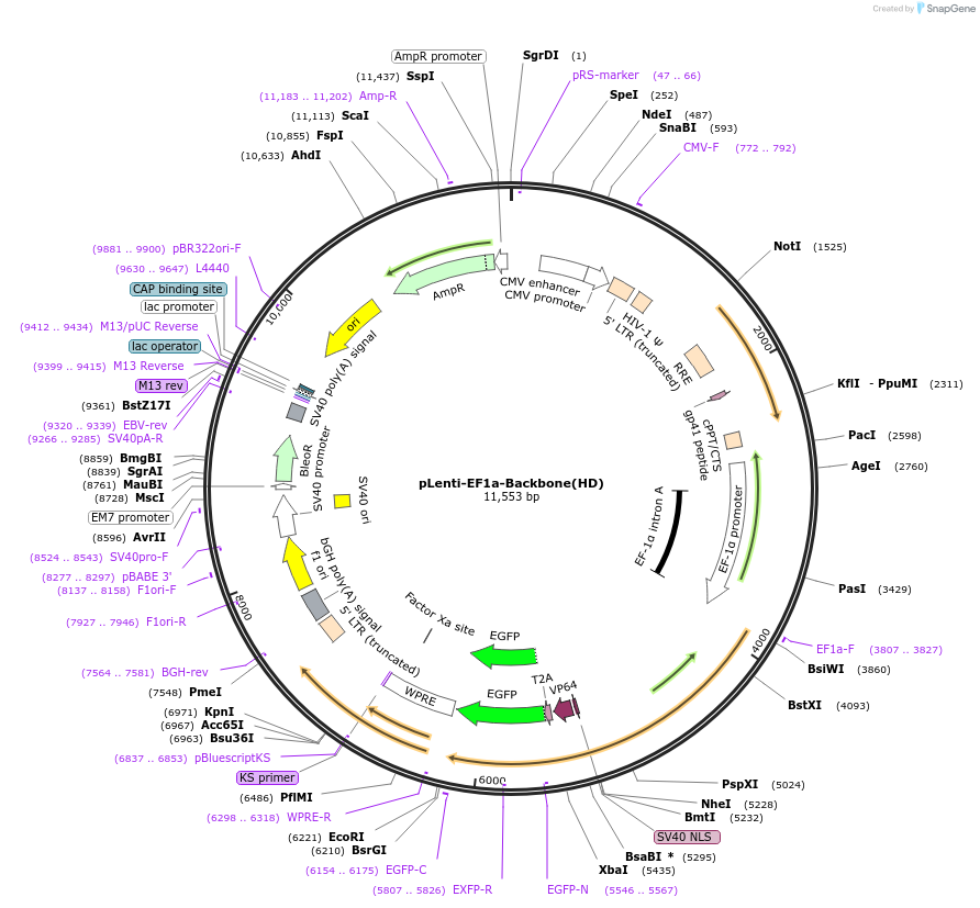 27964-plasmid-map-sequence-id-13238