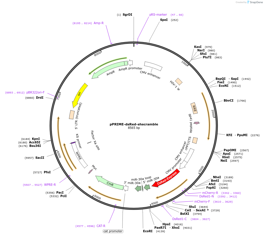 71384-plasmid-map-sequence-id-132433