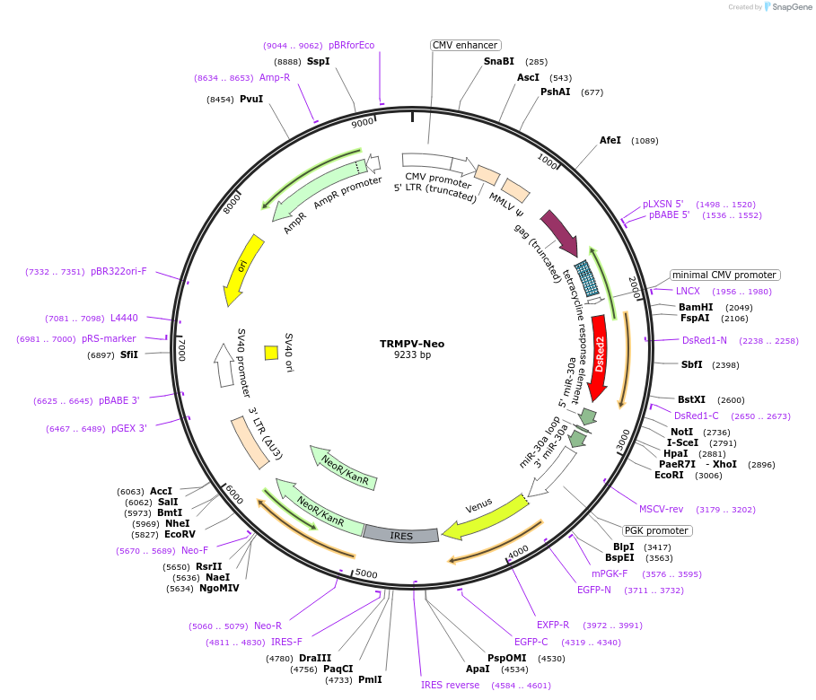 27990-plasmid-map-sequence-id-13245