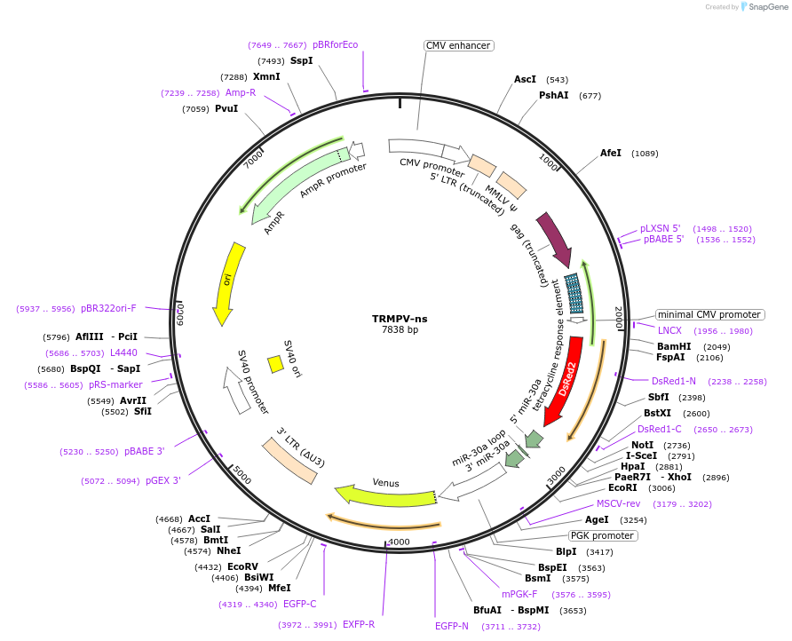 27991-plasmid-map-sequence-id-13246