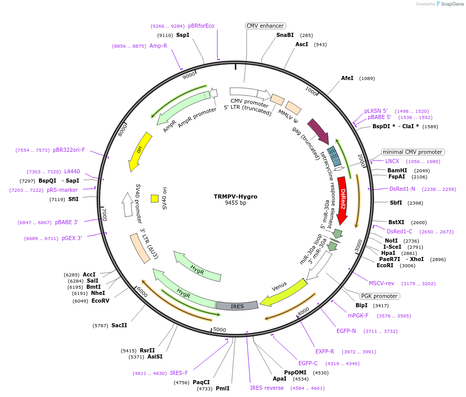 27996-plasmid-map-sequence-id-13247