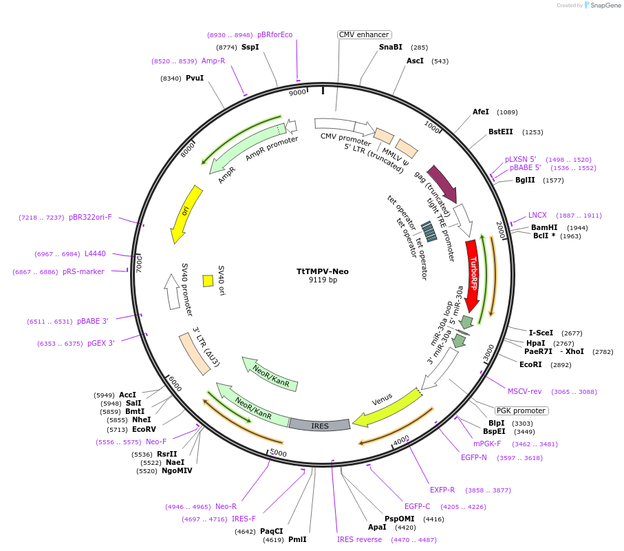 27993-plasmid-map-sequence-id-13248