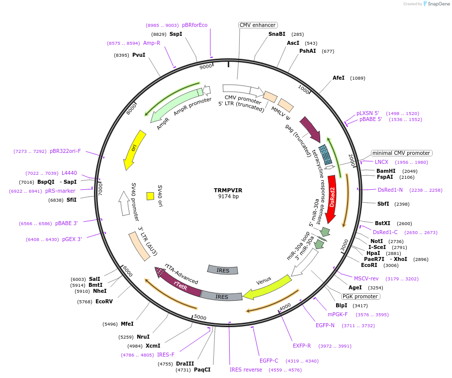 27994-plasmid-map-sequence-id-13249