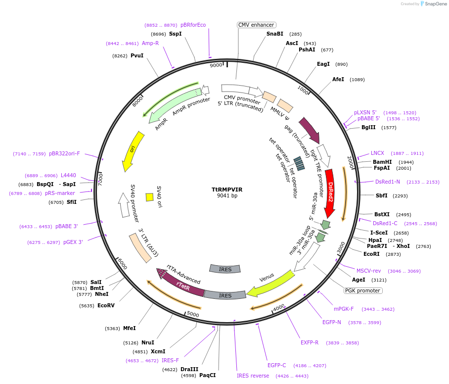 27995-plasmid-map-sequence-id-13250
