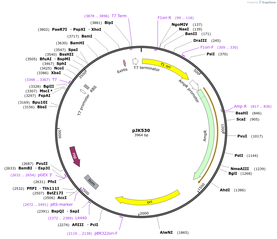 72511-plasmid-map-sequence-id-132537