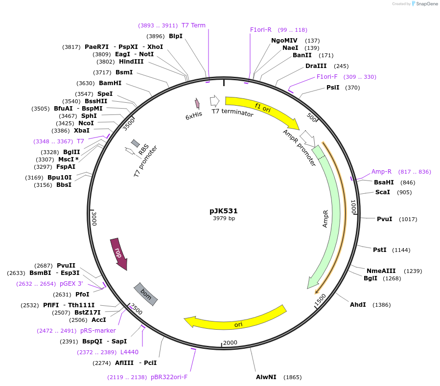 72512-plasmid-map-sequence-id-132538
