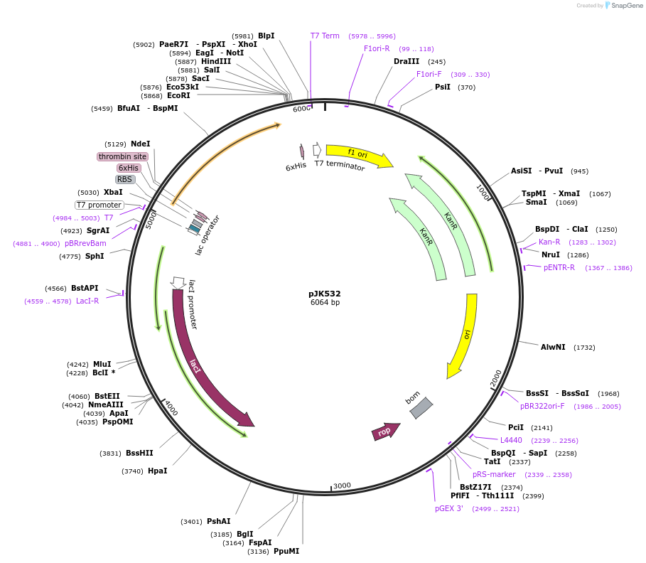 72513-plasmid-map-sequence-id-132539