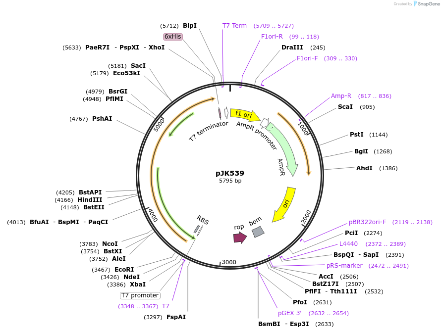 72515-plasmid-map-sequence-id-132543