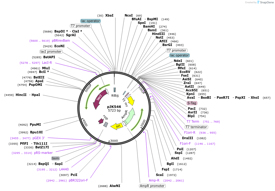 72518-plasmid-map-sequence-id-132601