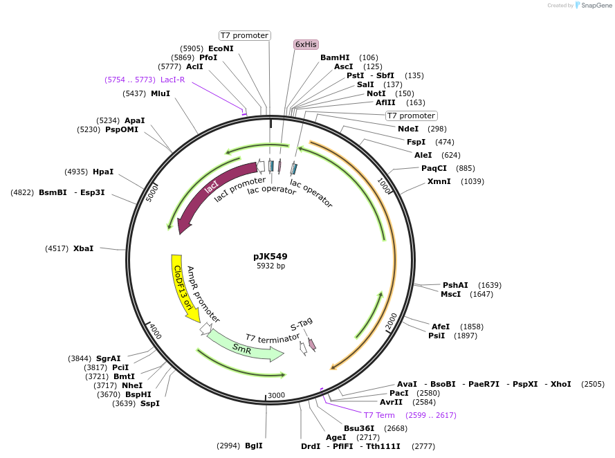 72520-plasmid-map-sequence-id-132604