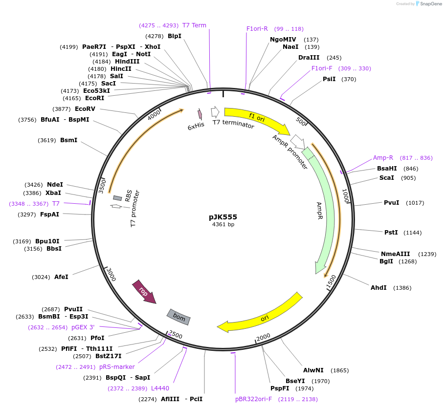 72521-plasmid-map-sequence-id-132606