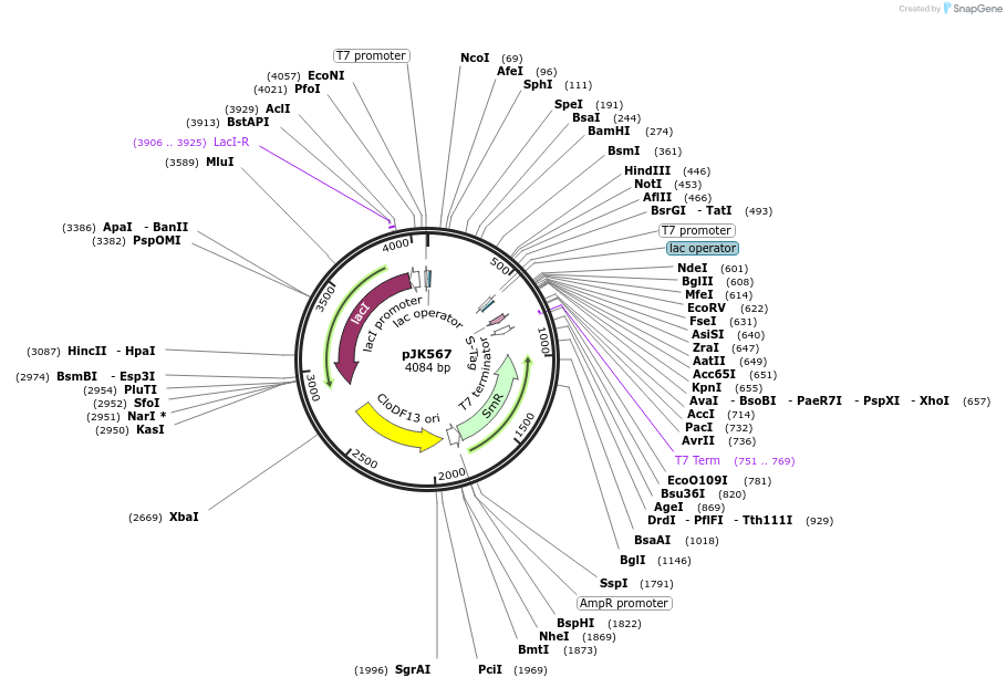 72522-plasmid-map-sequence-id-132607
