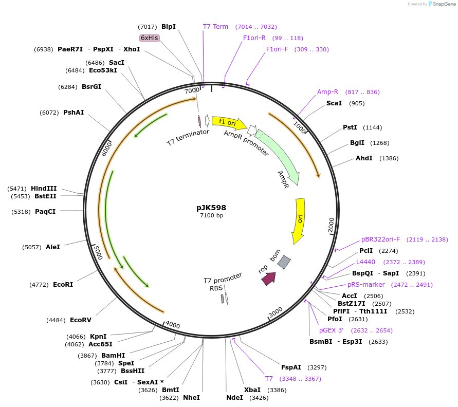 72523-plasmid-map-sequence-id-132608