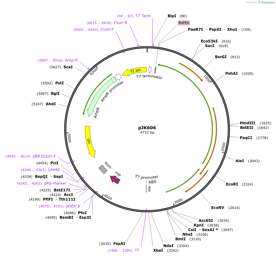 72529-plasmid-map-sequence-id-132617