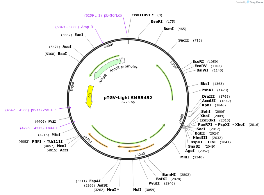 28032-plasmid-map-sequence-id-13262