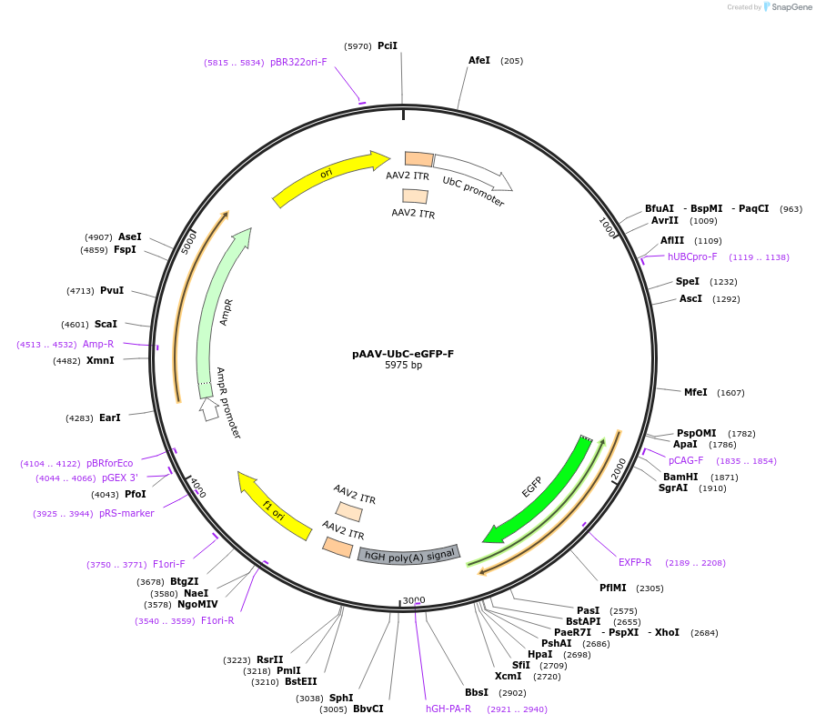 71545-plasmid-map-sequence-id-132622