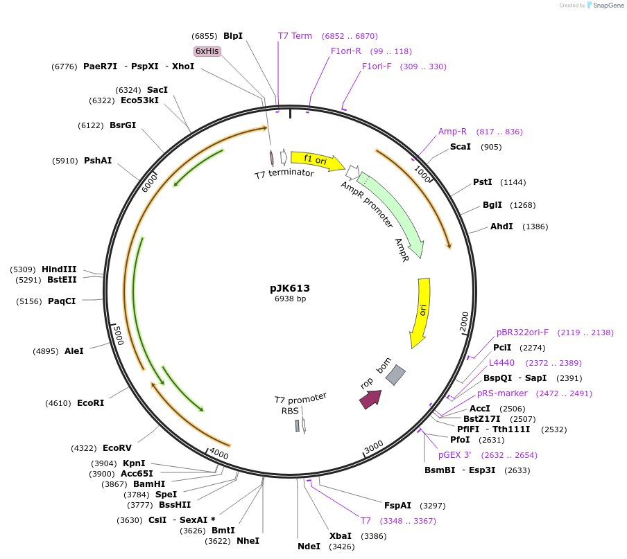 72534-plasmid-map-sequence-id-132623