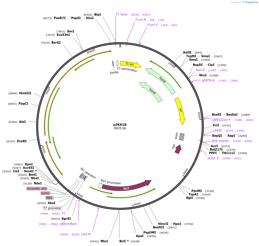 72535-plasmid-map-sequence-id-132626