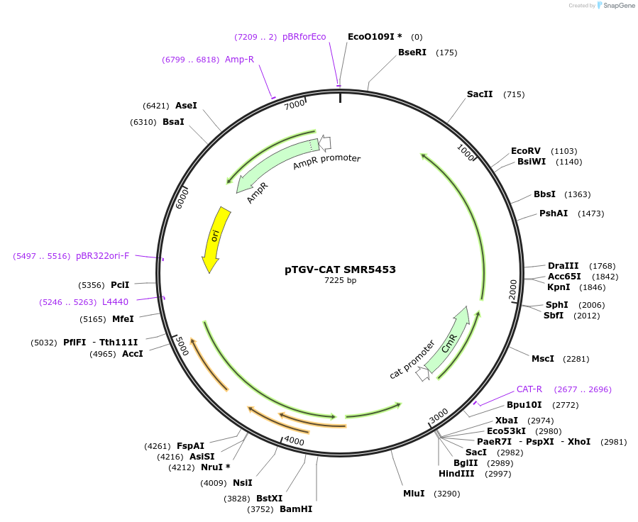 28033-plasmid-map-sequence-id-13263