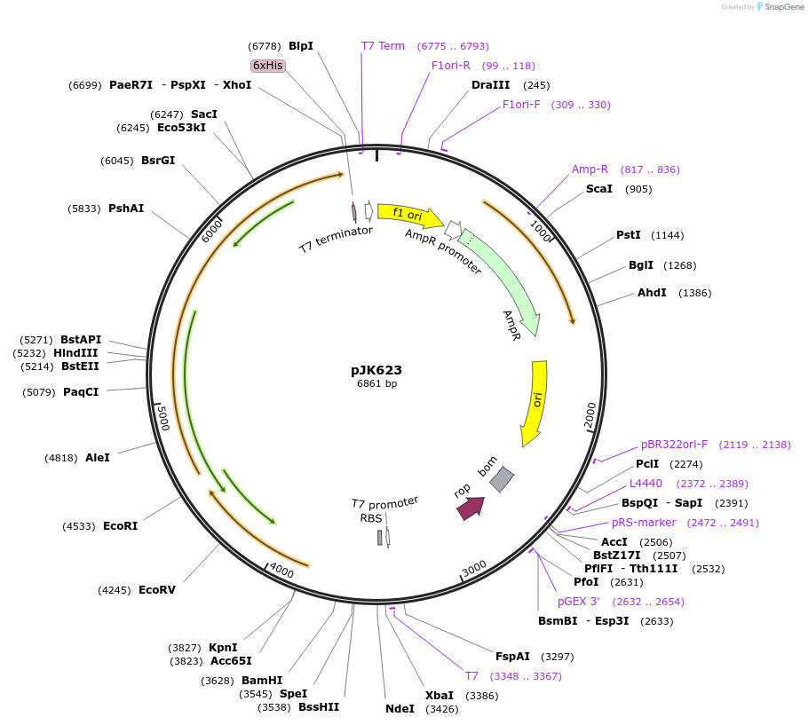 72540-plasmid-map-sequence-id-132632