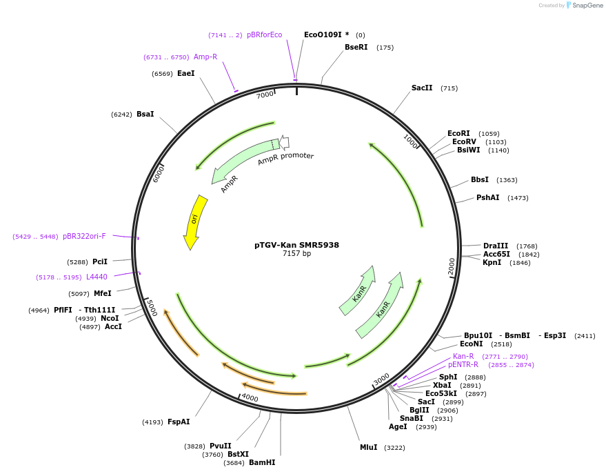 28036-plasmid-map-sequence-id-13266