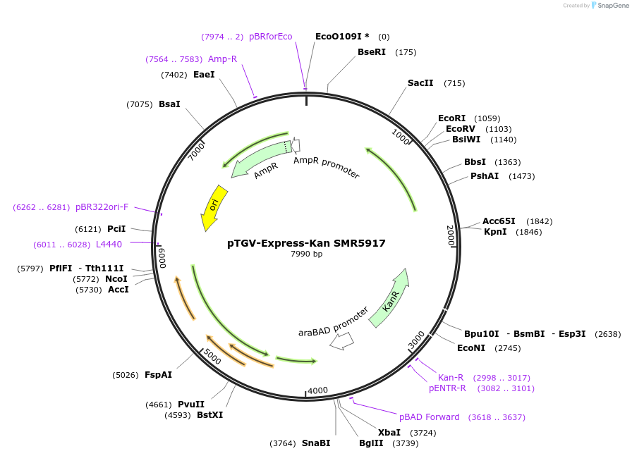 28038-plasmid-map-sequence-id-13268