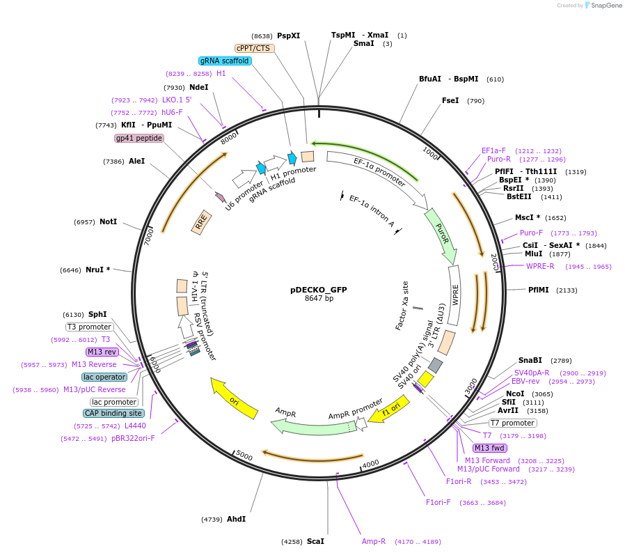 72619-plasmid-map-sequence-id-132752