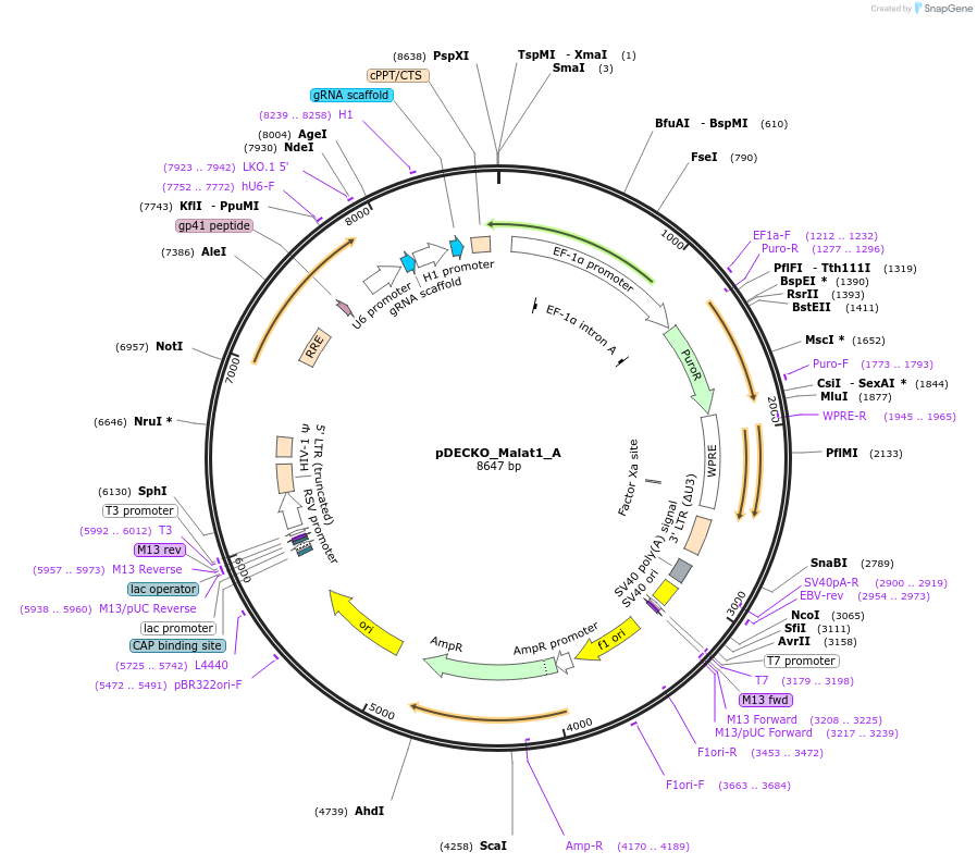 72620-plasmid-map-sequence-id-132754