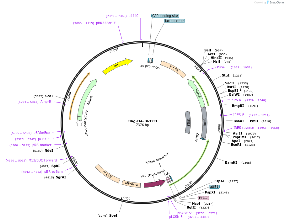 22540-plasmid-map-sequence-id-132791