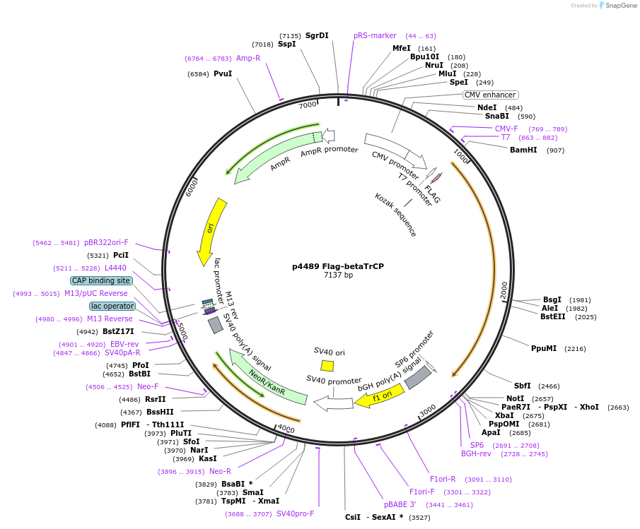 10865-plasmid-map-sequence-id-132811