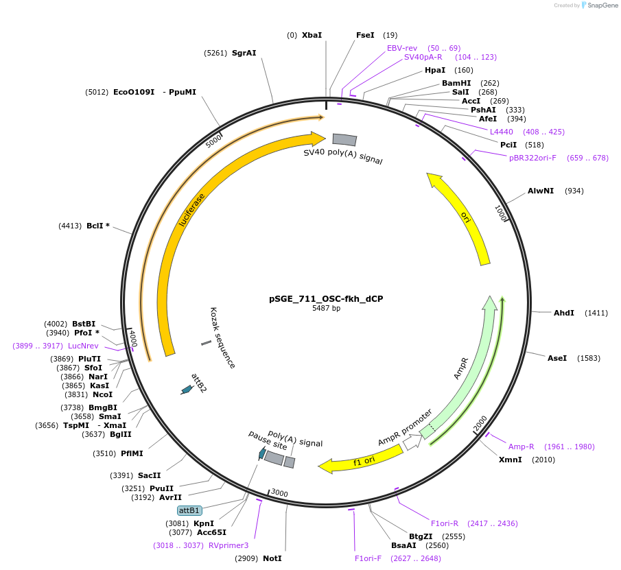 71220-plasmid-map-sequence-id-132899