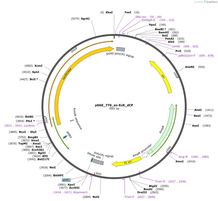 71221-plasmid-map-sequence-id-132901