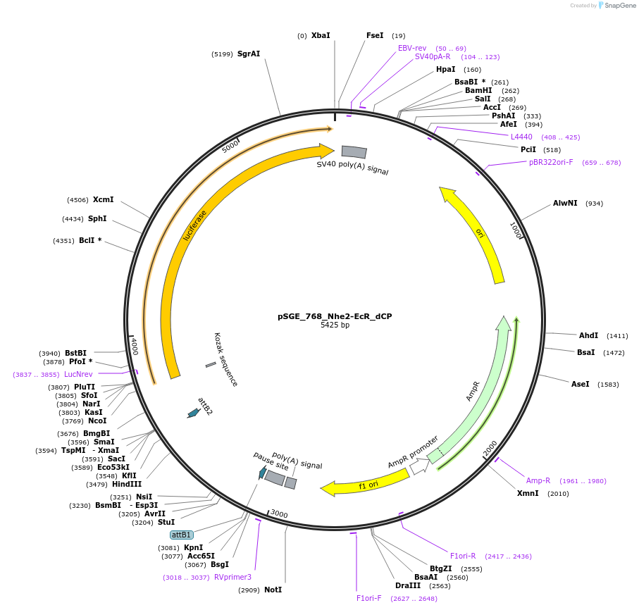 71223-plasmid-map-sequence-id-132902
