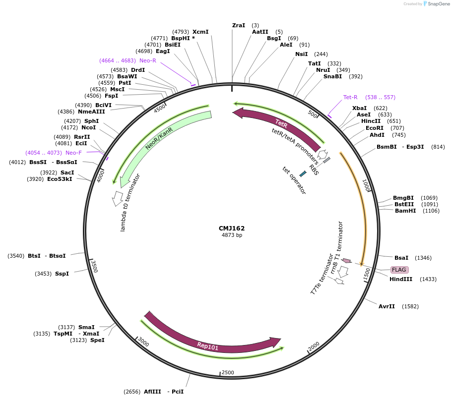 69527-plasmid-map-sequence-id-132913