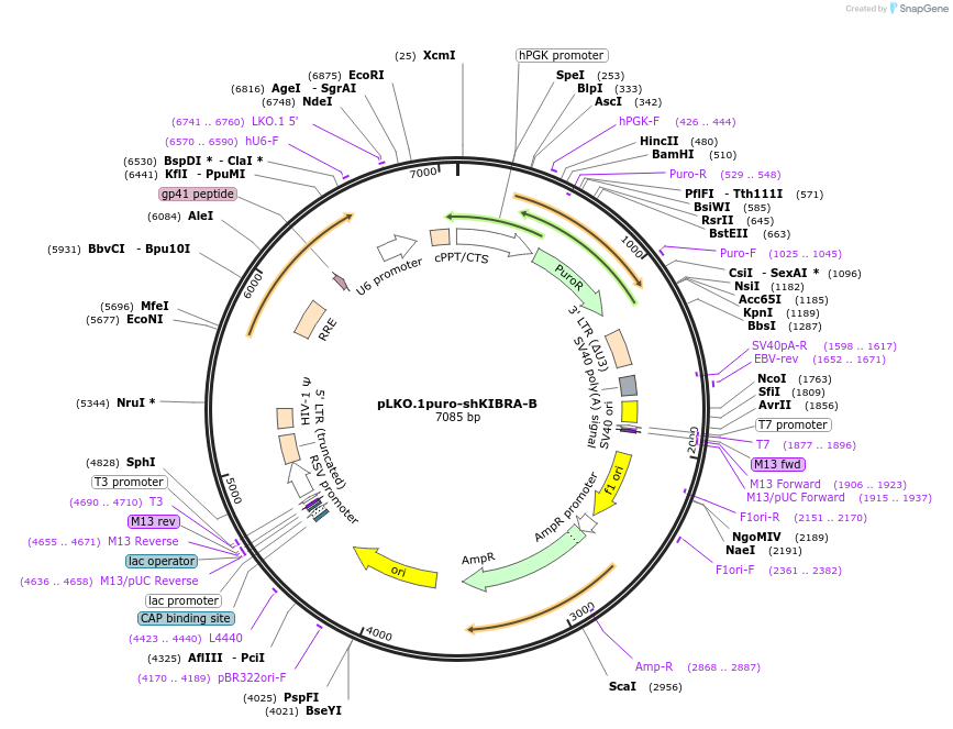 40889-plasmid-map-sequence-id-132928